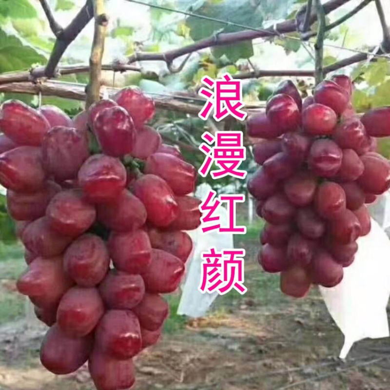 河南洛阳孟津县浪漫红颜葡萄现货
