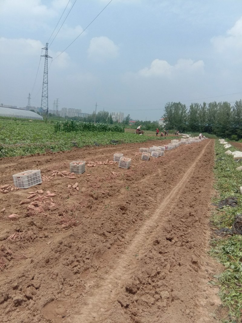 山东吴氏薯业大量供应龙薯九红薯