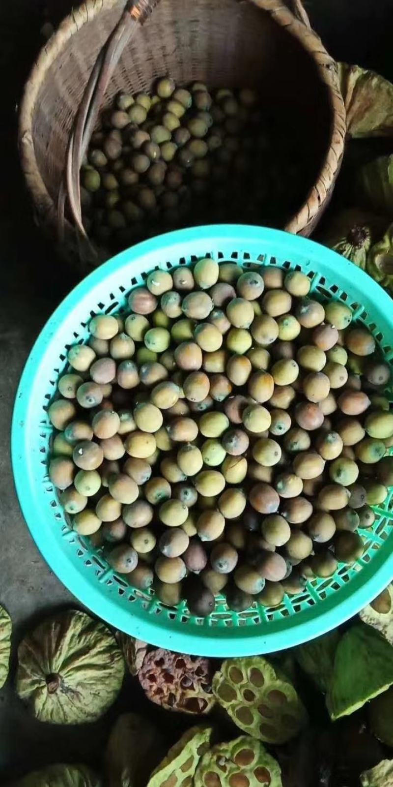宁都新鲜水果莲蓬，莲珠子大量上市中