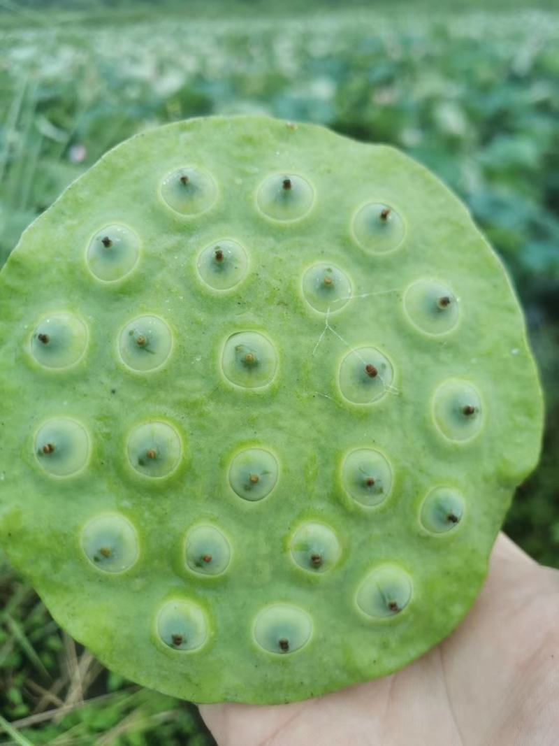 宁都新鲜水果莲蓬，莲珠子大量上市中