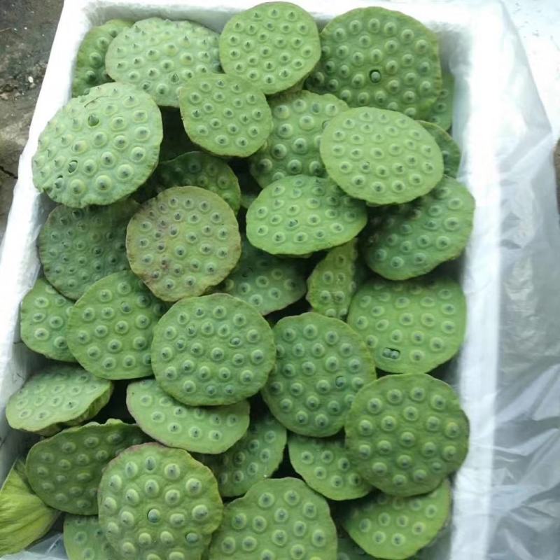 宁都新鲜水果莲蓬，莲珠子大量上市中