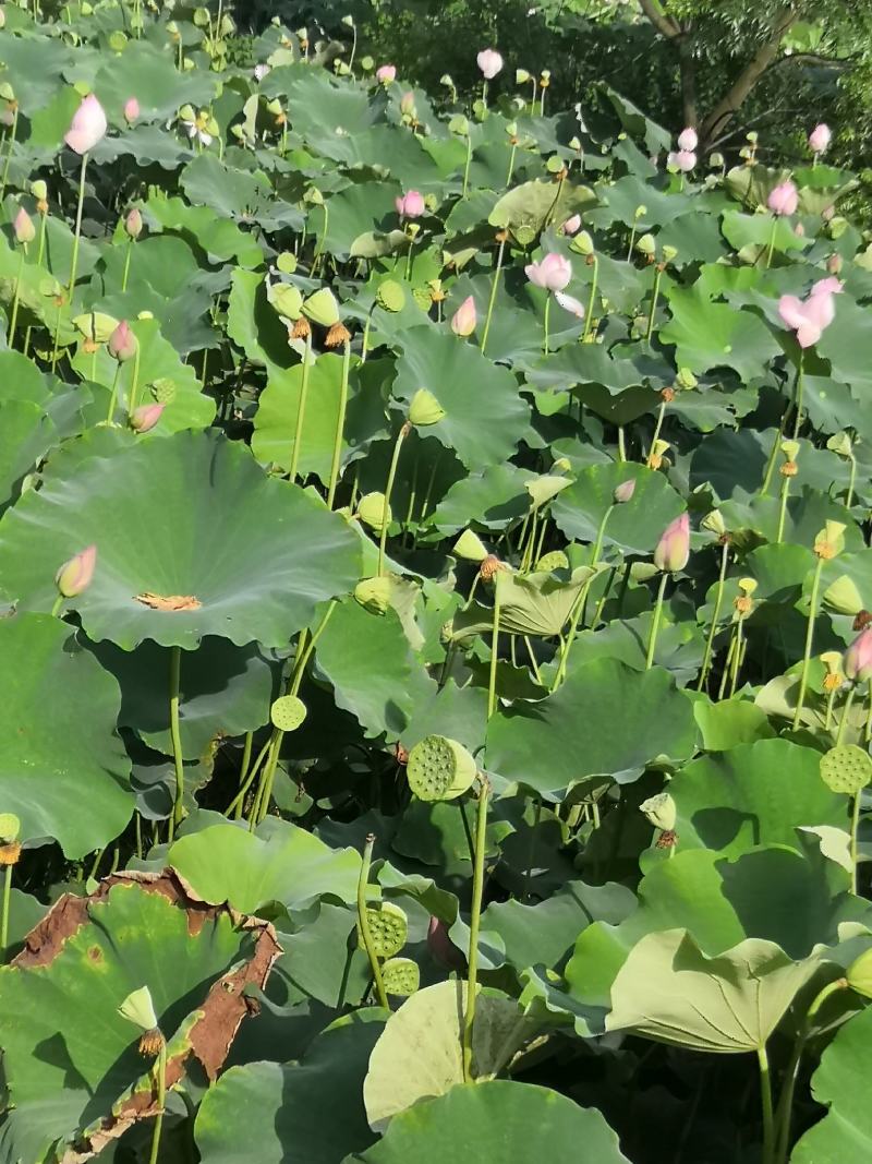 宁都新鲜水果莲蓬，莲珠子大量上市中
