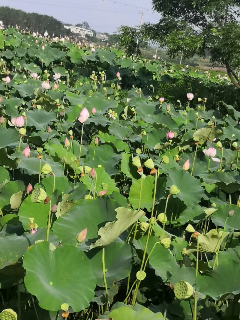 宁都新鲜水果莲蓬，莲珠子大量上市中