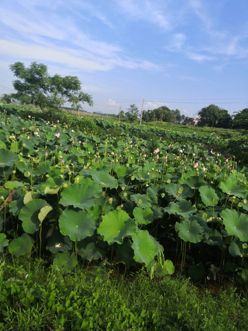宁都新鲜水果莲蓬，莲珠子大量上市中