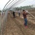 温室大棚骨架加工定做黑白膜养殖大棚无滴膜种植蔬菜风机水帘