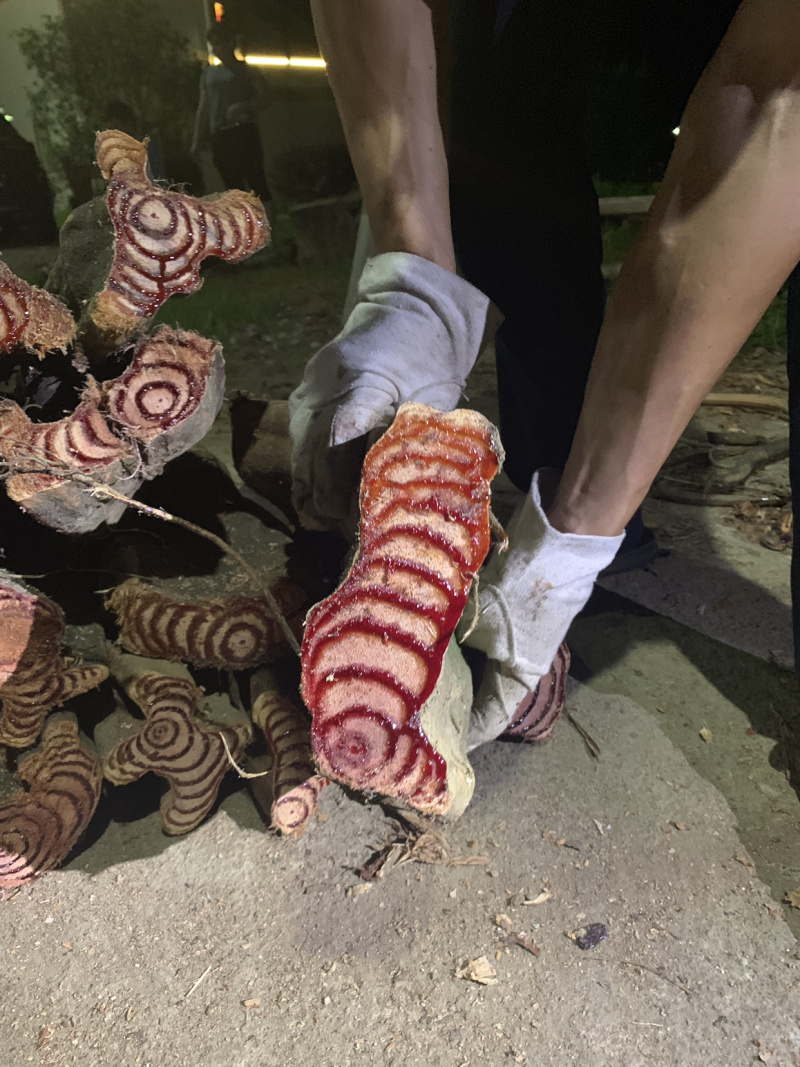 产地直销广东野生鸡血藤鲜货