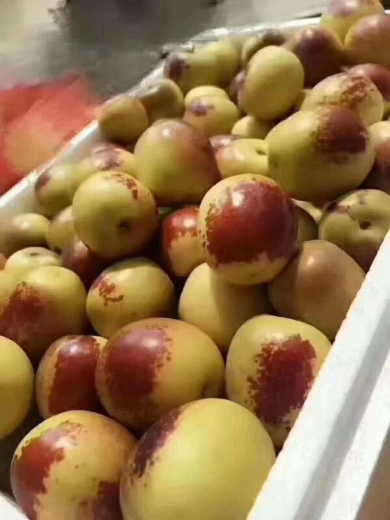 冬枣红了