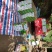 四川屏山半边红茵红李