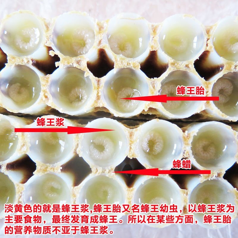 新鲜蜂王胎天然野生幼蜂虫蜂蛹保养卵巢呵护女性