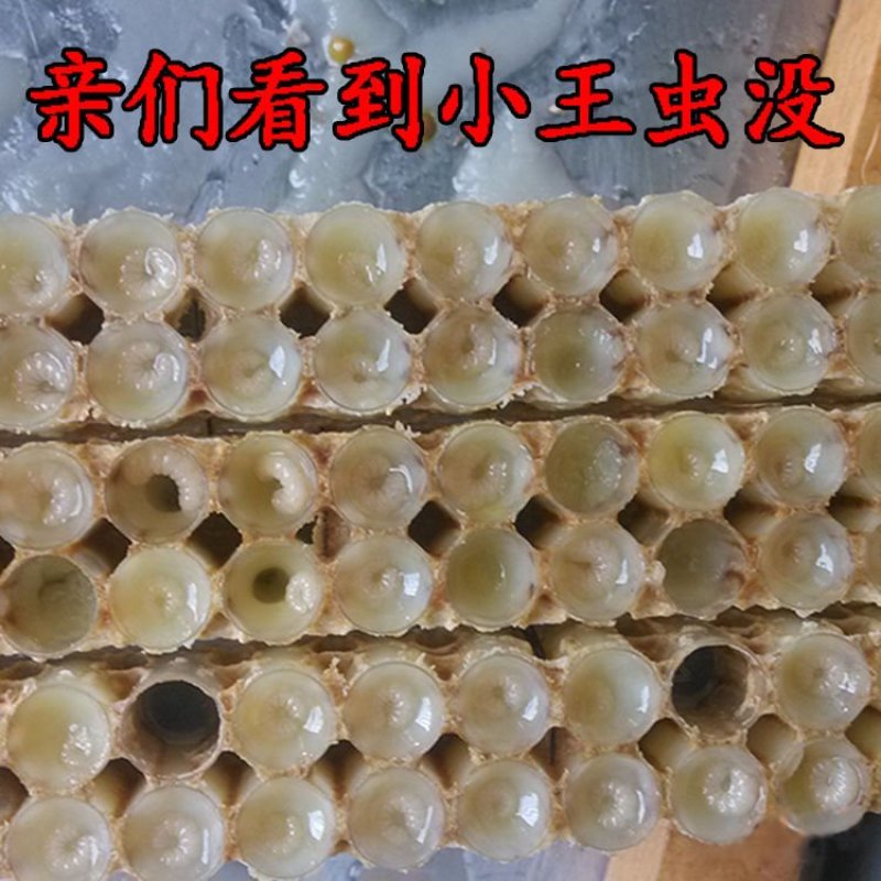 新鲜蜂王胎天然野生幼蜂虫蜂蛹保养卵巢呵护女性