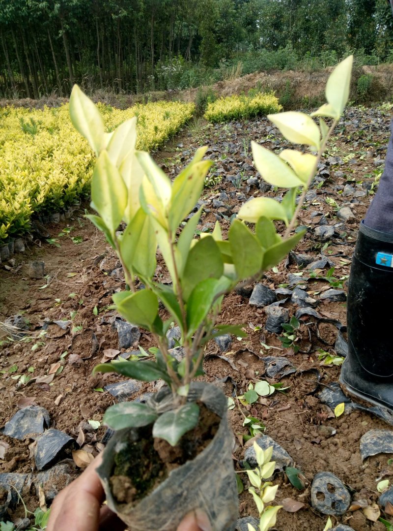 金森女贞8杯和16杯