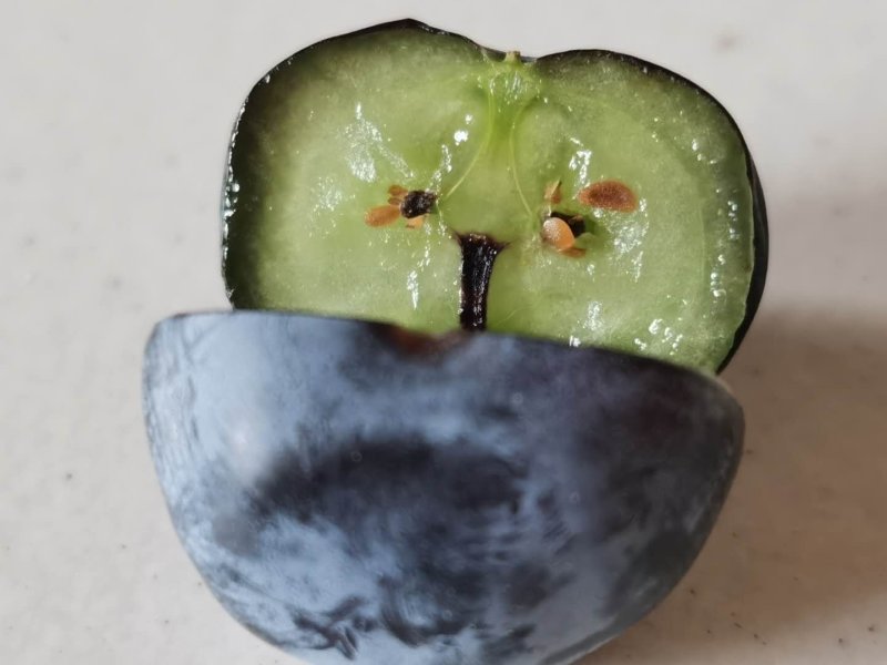 大果蓝莓，品质保障，量大从优预购从速
