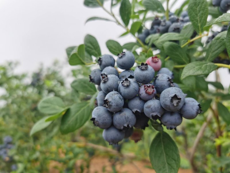 大果蓝莓，品质保障，量大从优预购从速