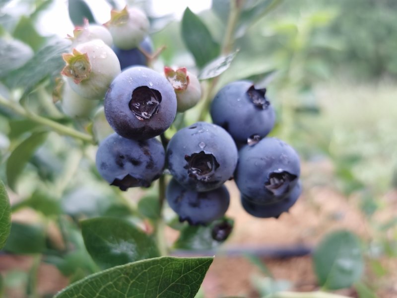 大果蓝莓，品质保障，量大从优预购从速