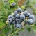 大果蓝莓，品质保障，量大从优预购从速