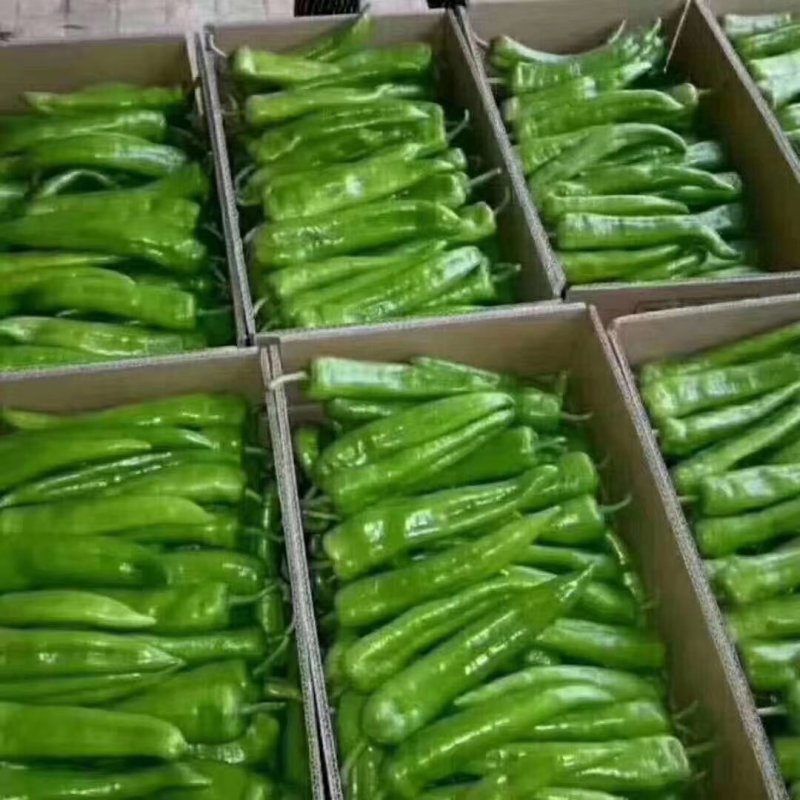 陕西辣椒牛角椒，量大价优，一手货源，产地直供！质量保证！