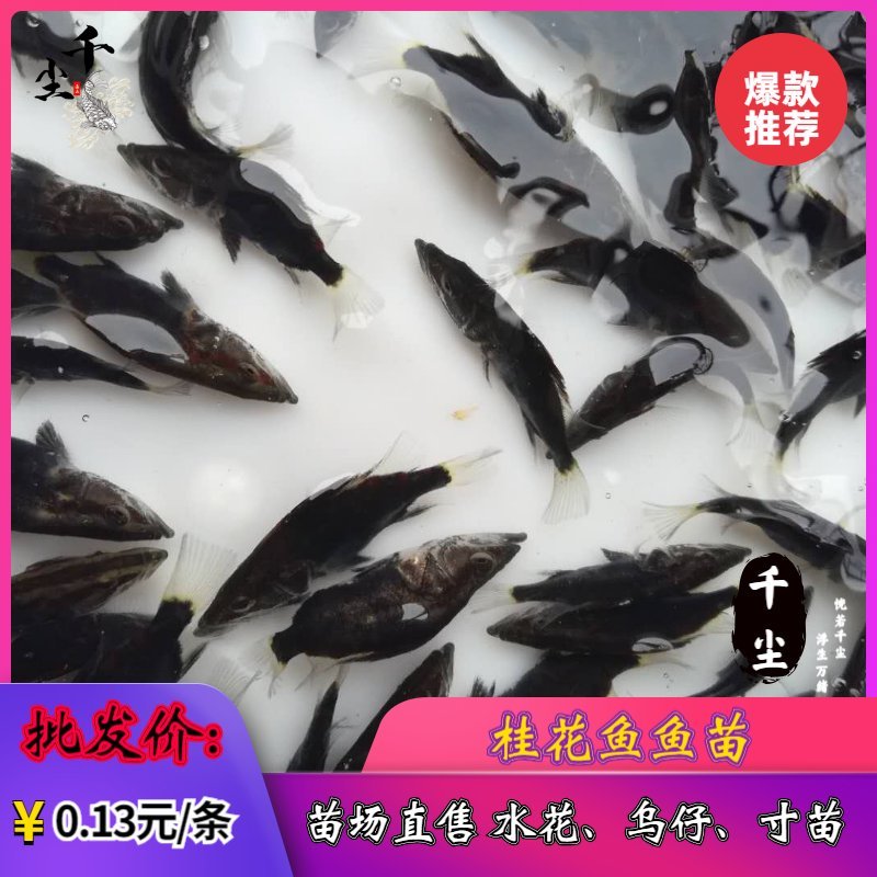 桂花鱼苗鳜鱼苗翘嘴桂花鱼苗桂花鱼苗场