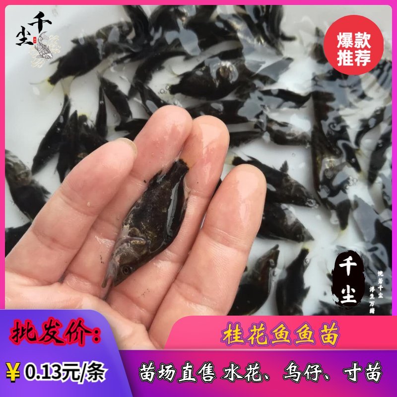 桂花鱼苗鳜鱼苗翘嘴桂花鱼苗桂花鱼苗场