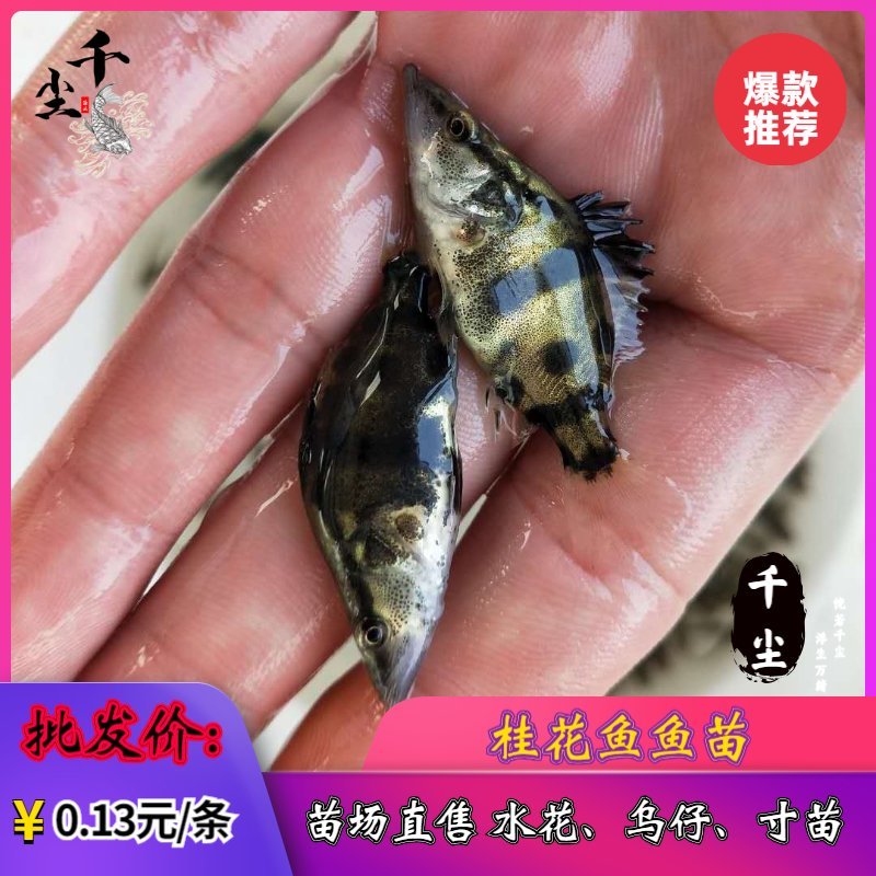 桂花鱼苗鳜鱼苗翘嘴桂花鱼苗桂花鱼苗场