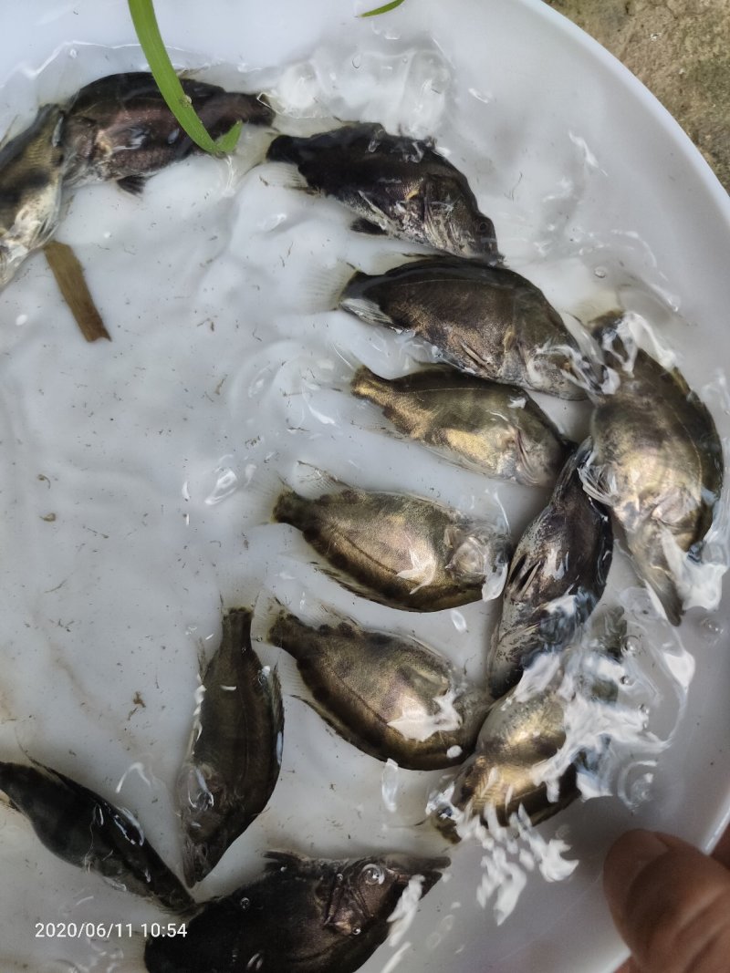 桂花鱼苗鳜鱼苗翘嘴桂花鱼苗桂花鱼苗场