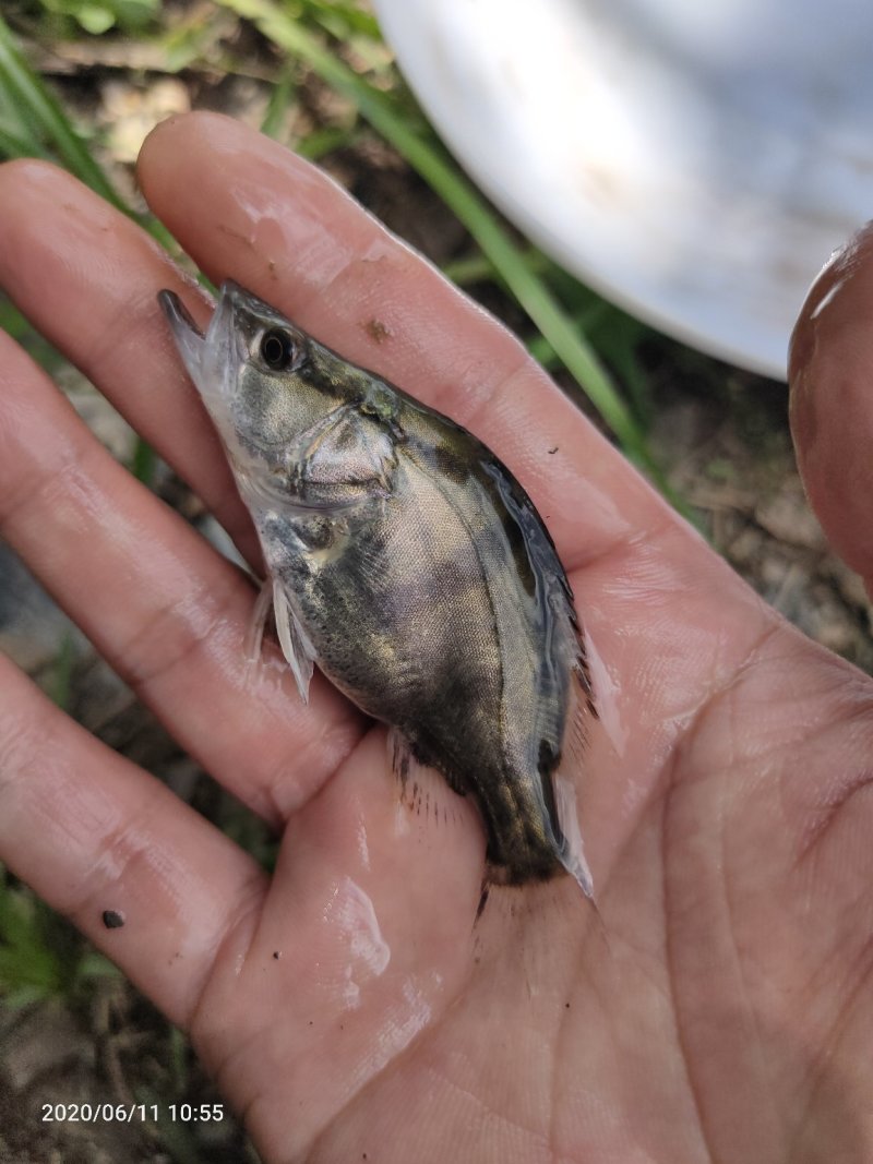 桂花鱼苗鳜鱼苗翘嘴桂花鱼苗桂花鱼苗场
