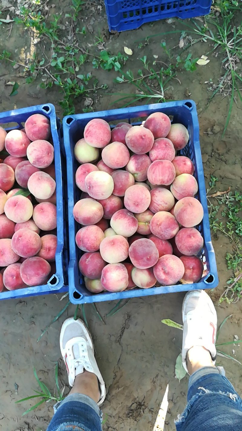 毛桃大量上市
