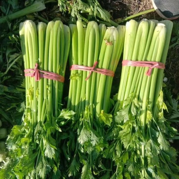 万亩芹菜供货中，惠民县麻店主产地