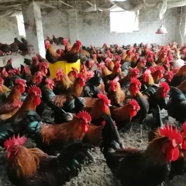 110天黑瑶鸡鸡羽漂亮肉质鲜