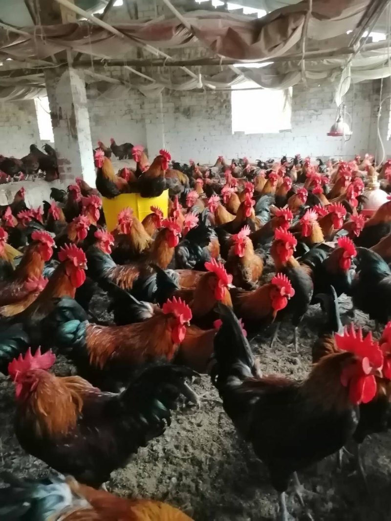 110天黑瑶鸡鸡羽漂亮肉质鲜