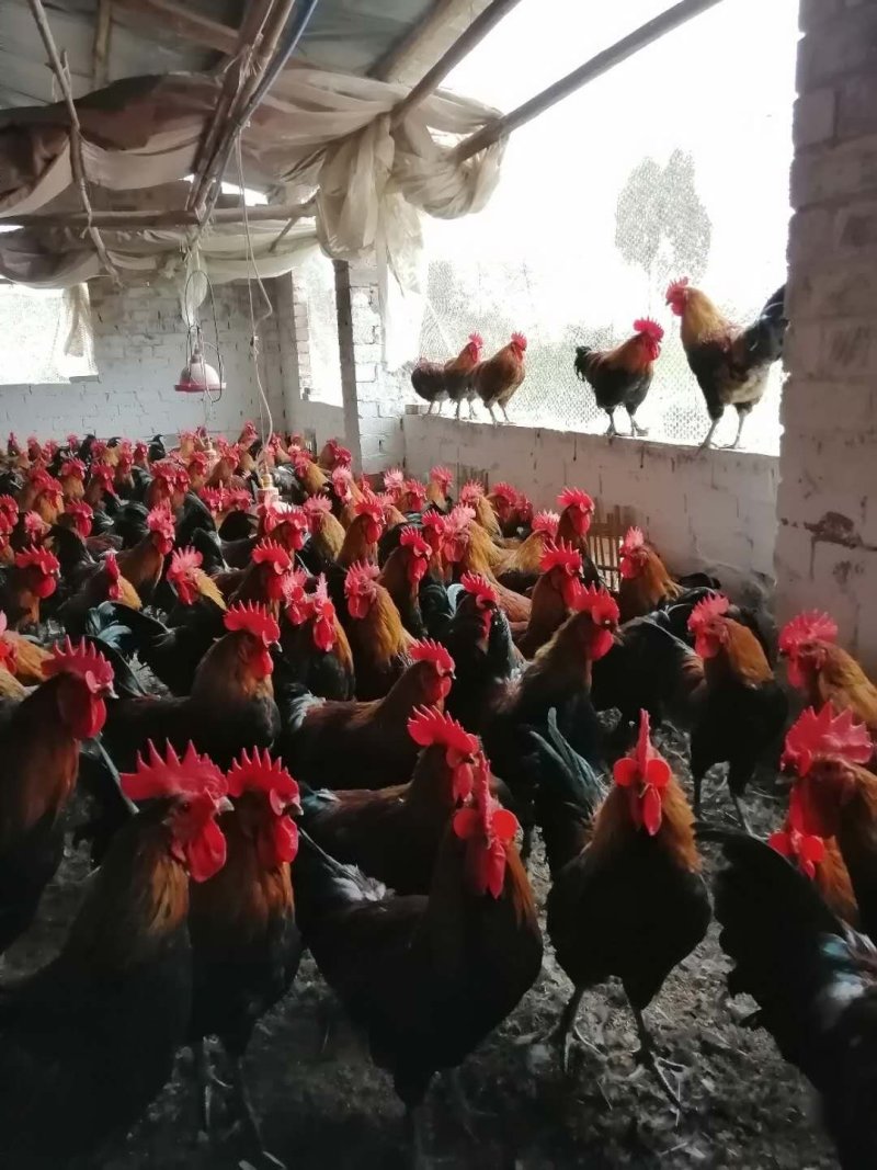 110天黑瑶鸡鸡羽漂亮肉质鲜