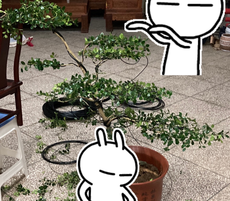 造型黄杨树苗，小叶瓜子黄杨
