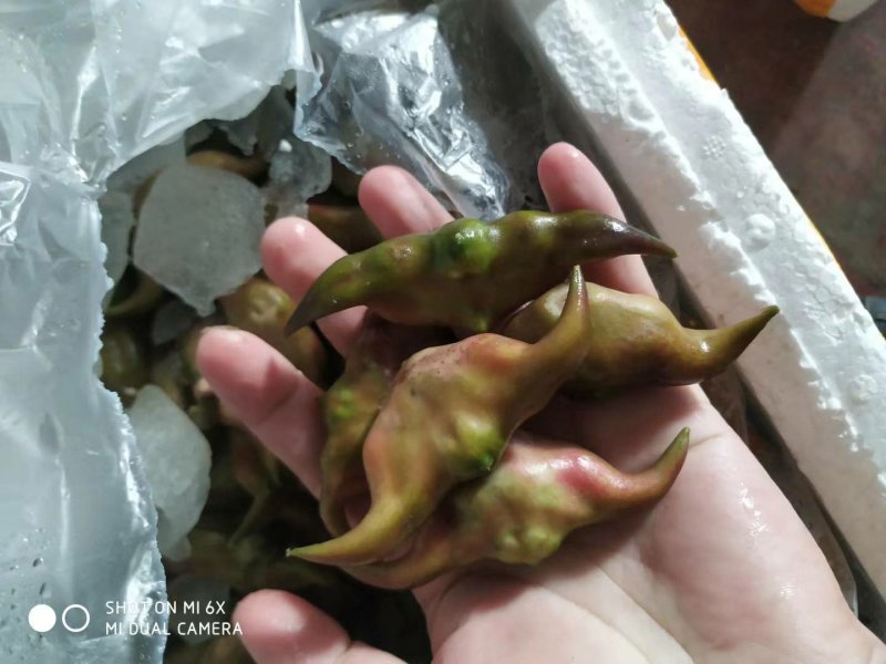 菱角湖北黄冈蕲春大别山牛角菱角青菱角