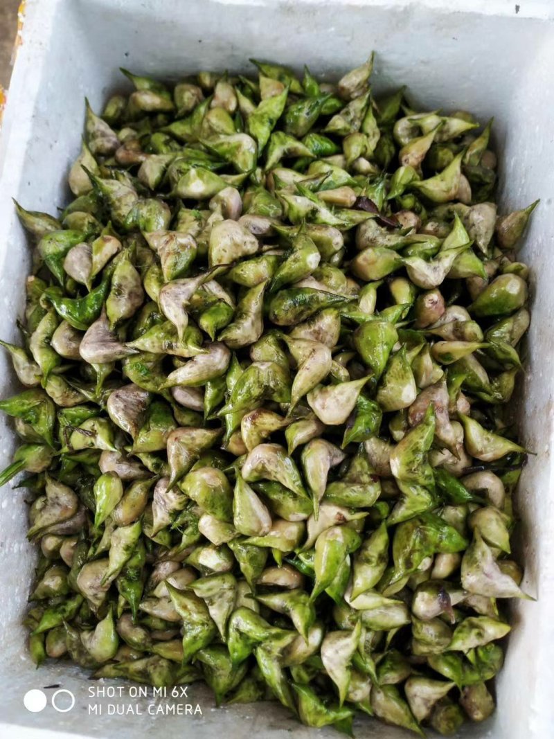 菱角湖北黄冈蕲春大别山牛角菱角青菱角