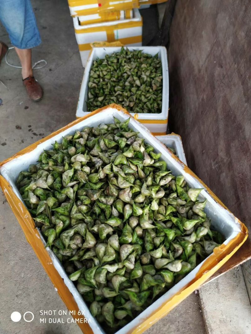 菱角湖北黄冈蕲春大别山牛角菱角青菱角