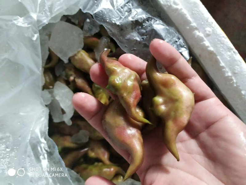 菱角湖北黄冈蕲春大别山牛角菱角青菱角