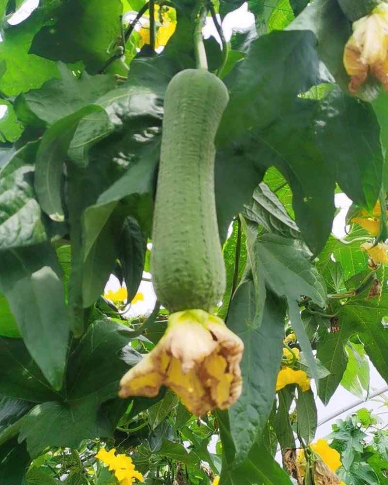 大众蔬菜基地