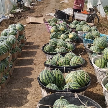 西瓜无籽美都西瓜产地直发保质保量代发全国