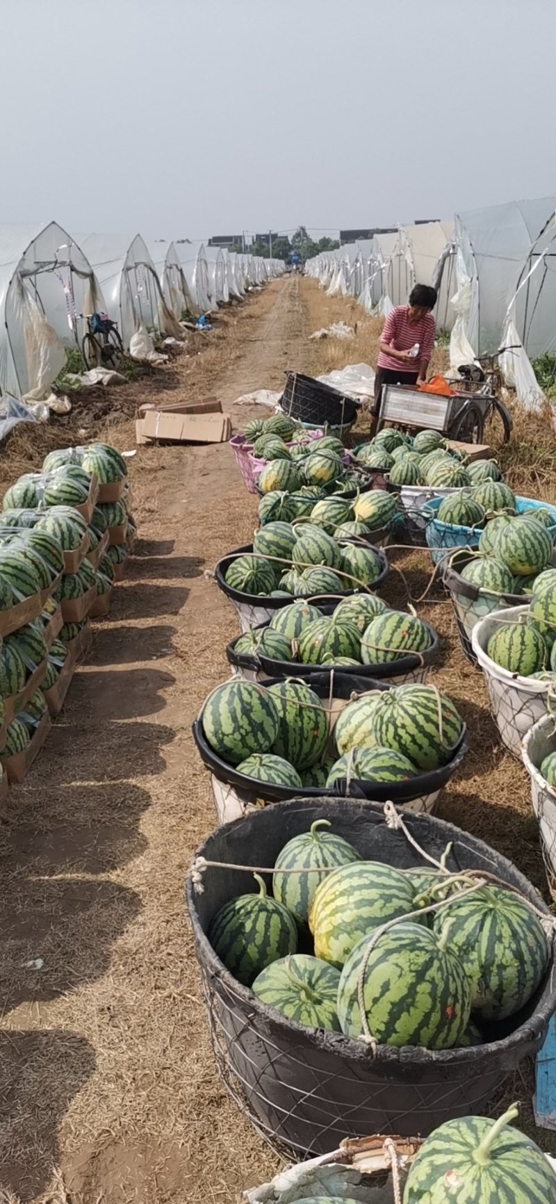 西瓜无籽美都西瓜产地直发保质保量代发全国