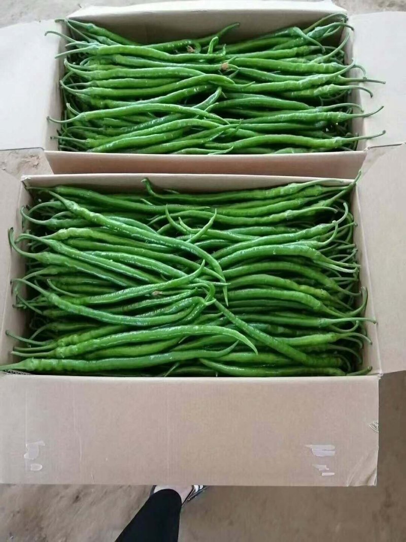 线椒
