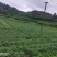 线椒