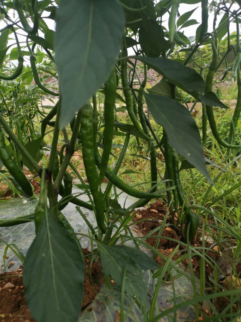 线椒