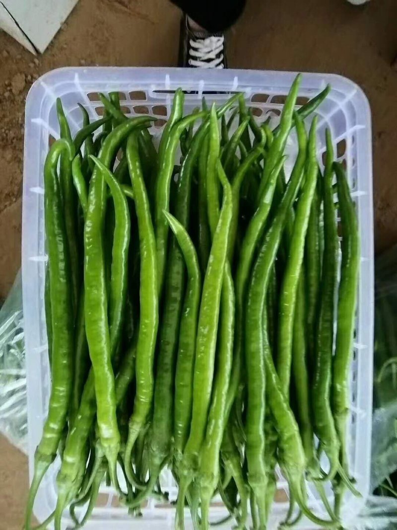 线椒