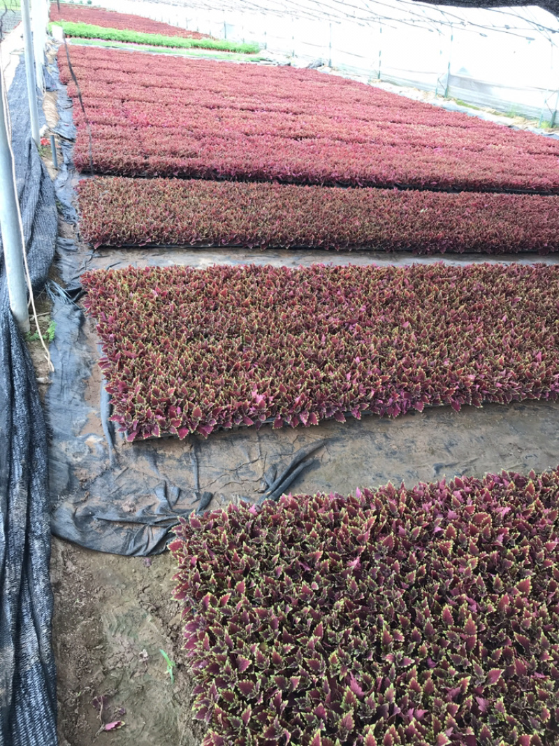 基地进口彩叶草穴盘苗营造杯双色盆都有货