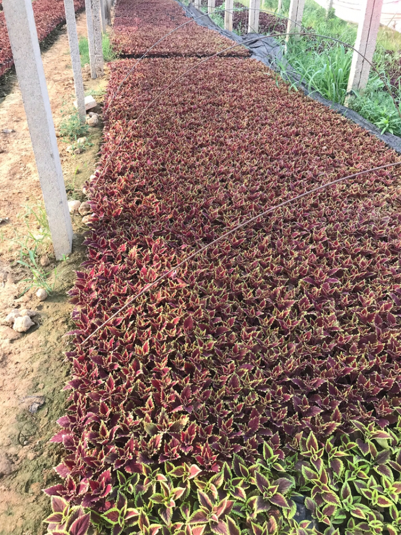 基地进口彩叶草穴盘苗营造杯双色盆都有货