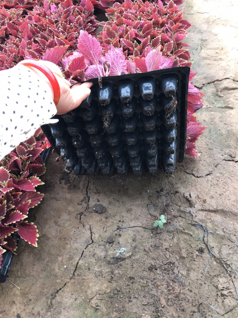 基地进口彩叶草穴盘苗营造杯双色盆都有货