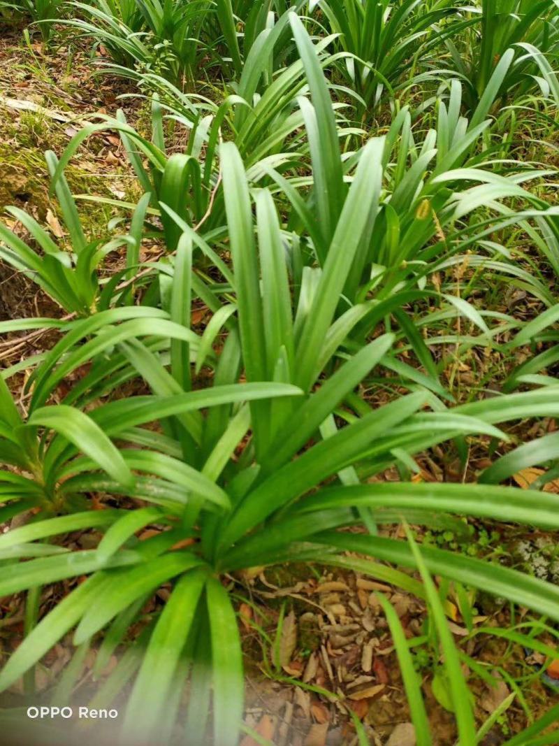 基地直销百子莲百子莲地苗百子莲杯苗一手货源