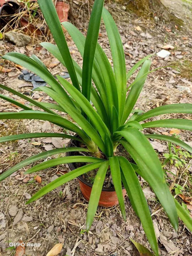 基地直销百子莲百子莲地苗百子莲杯苗一手货源