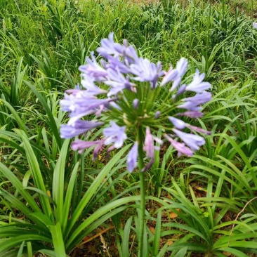 基地直销百子莲百子莲地苗百子莲杯苗一手货源