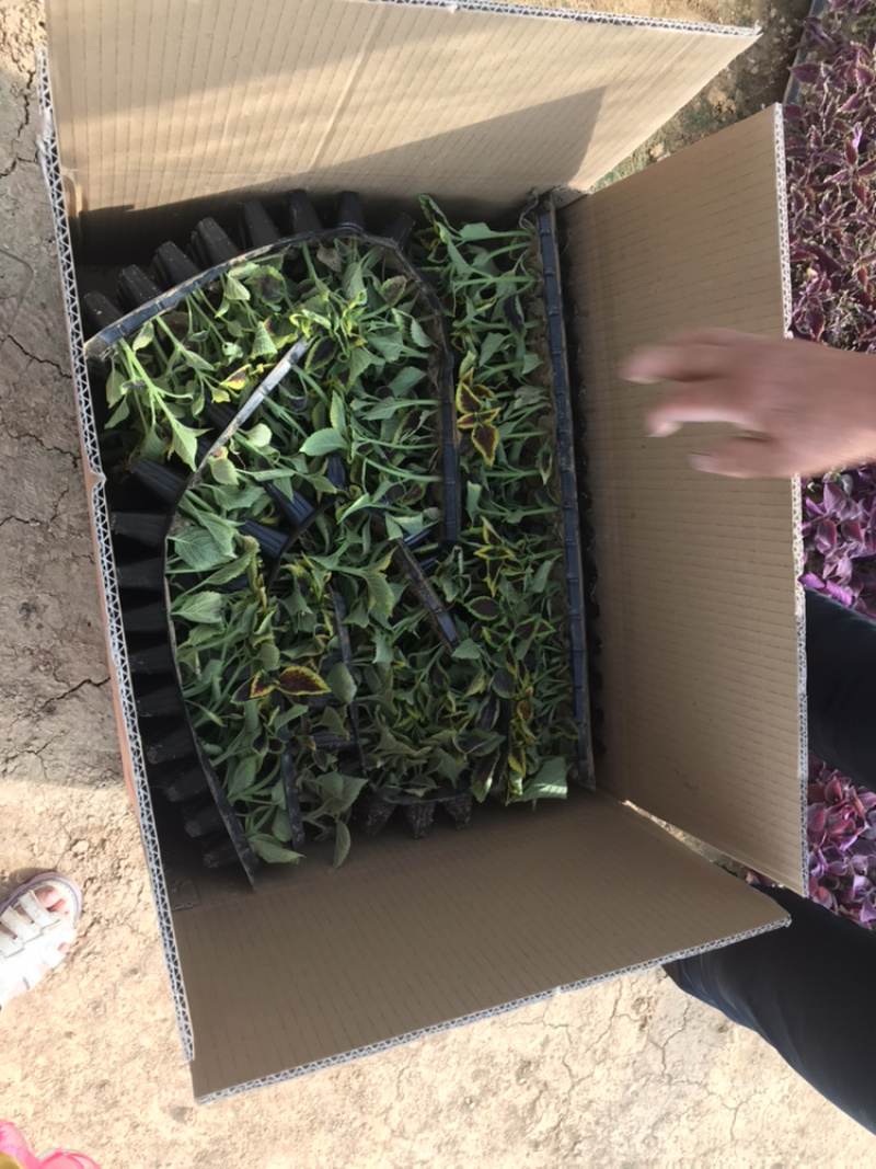 基地进口彩叶草穴盘苗营造杯双色盆都有货