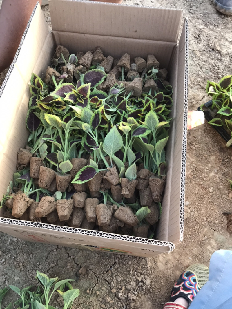 基地进口彩叶草穴盘苗营造杯双色盆都有货